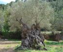 Olive Tree: Wow these trees were so old, they just cut them back and keep growing olives!!