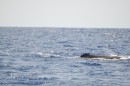 A glimpse of a shy sperm whale off the coast of Horta