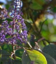 These flowers looked so much like lilacs but they grew really big like trees and the hummingbirds just loved them