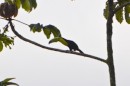 This is a keel-billed toucan - i think the most common