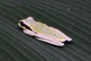 Masked Tree Frog - they take on the colors of their surroundings.  This guy was sitting on top of a huge elephant leaf