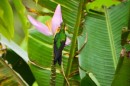 Emerald Hummingbird
