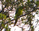 Parakeet - very noisy and hard to get a good shot of as they were very fast