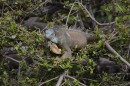 The ubiquitous iguana