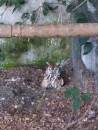 Striped Owl - sitting on her nest.  She has already hatched two babies who are currently now being trained to fend for themselves in what they call a release cage