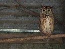 Another striped owl