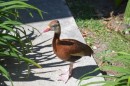 A Whistling Duck.  This was Harry who followed the owner, Leslie, everywhere she went