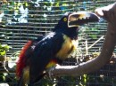 A Fiery Billed Aracari Toucan - One of five babies that Leslie managed to save