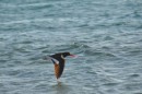Another shot of the oystercatcher - only one there, they are quite attractive