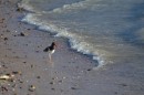 This is an American Oystercatcher - we saw the black oystercatchers in the channel islands