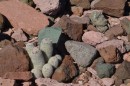 What looked like rocks at first turned out to be a great looking clump of cacti