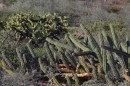 Lots of different cacti especially high up on the hilltops