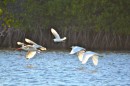 Ibis and Egrets in flight
