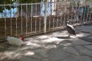 The chicken and the guinea fowl - hanging out at the town sqaure