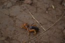 Jerusalem Cricket - native to Western US and Mexico-apparently harmless but he was a bit scary
