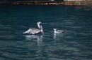 Just prior to taking this the pelican had just dived and when he broke the surface it seemed that the Herman