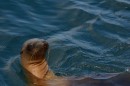 The very curious sea lions at Santa Barbara Island