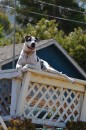 This dog was very cool-located in Two Harbours which is the town between Cat Harbour and Isthmus Cove