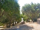 The unharvested olive grove planted by the owner still going strong at Smuggler
