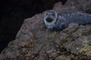 The harbour seal was elusive but their faces were so expressive.  We saw only a few at a time-near Pelican