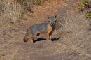 The Island Fox - this guy followed us for a little while