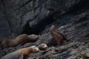 The many sea lions resting after a busy night hunting
