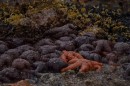 The ochre star fish were incredible - there were just 100