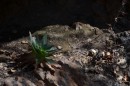 A simple cacti