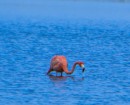 A pink flamingo!!!  Now a protected bird and they are starting to make a comeback here.