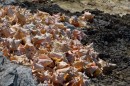 Conch shells on the beach on Long Cay