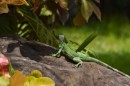 Pretty Green Lizard or perhaps an iguana changing colors