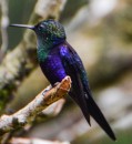 Many many hummingbirds live around the lodge and are not afraid to zip by your ears!!!
