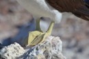 Brown Booby with green feet...