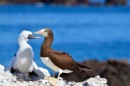 Brown Booby and older youngster