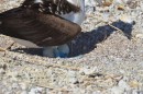 Blue Footed Booby sitting on two eggs.  This was the best photo I could get and had to wait sometime for her to decide to stand up and stretch!!!!