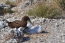 Brown Booby with baby