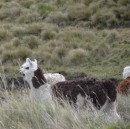 The loose and protected llamas