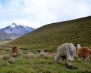 Llamas and the mountain