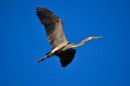 A blue heron