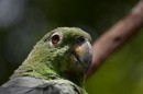 Dusky-Headed Parakeet (I think)
