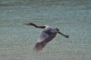 A little blue heron, brown head and neck and gray blue body.