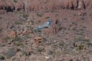 A big blue heron in flight