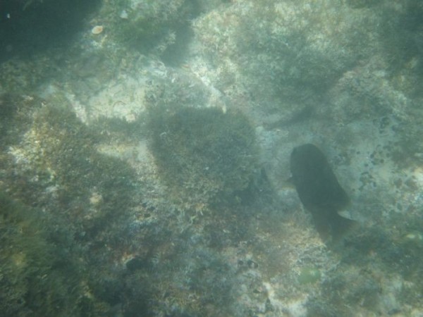 Our first snorkeling attempt on this trip.  Was not too clear but still a lot of fun