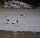 These were juvenile ibis birds looking for goodies on the beach during low tide