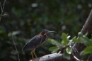 I was never able to definitely identify this small heron and we saw lots of them.