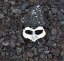 Thought this was an interesting picture of a tiny skeleton I found laying on an old abandoned airport we hiked around.