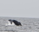 Here is the baby humpback whale practicing his tail slapping.  Mom would pop her head up every so often to make sure we were not coming any closer