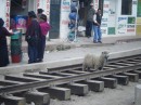 Lost sheep, note the new train tracks being installed.  This is supposed to be happening throughout the country as the government of Ecuador makes structural improvements in roads and rail
