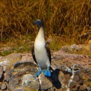 Our friend the blue footed booby on a island in the back bay