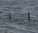 Doo do, doo do, doo do - yikes - sharks- just kidding, I think mommy and baby dolphin we saw in the back bay 